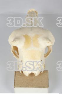 Skull Sheep - Ovis aries 0044